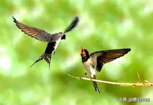 河南為什么治愈率突然增高？