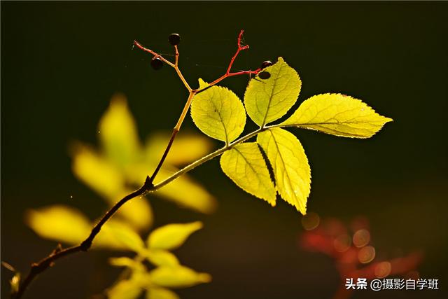攝影想虛化背景，應該怎么做？