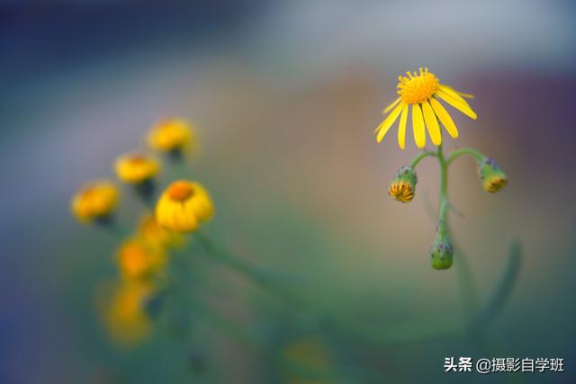攝影想虛化背景，應該怎么做？