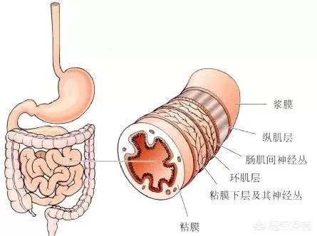 每天在什么時(shí)間段排便，說(shuō)明消化系統很健康？