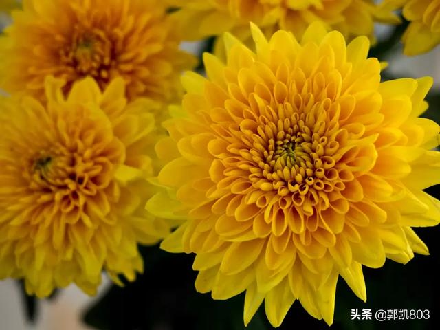 拍攝對象不在畫(huà)面中央時(shí)，是先調對焦點(diǎn)再對焦，還是先對焦再移動(dòng)相機構圖？哪種更好？