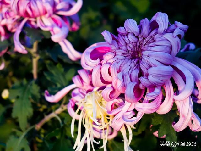 拍攝對象不在畫(huà)面中央時(shí)，是先調對焦點(diǎn)再對焦，還是先對焦再移動(dòng)相機構圖？哪種更好？