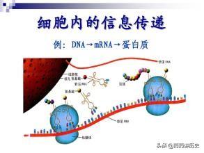 高中生物信息傳遞作用是什么？